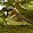 toy sparrow